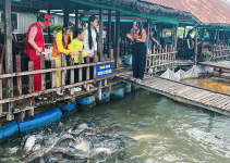 Đến cồn Sơn trải nghiệm bảo tồn cá nước ngọt